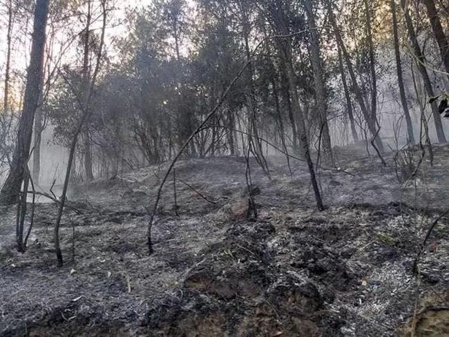 Cháy rừng liên tiếp nhiều ngày gần khu dân cư, hàng nghìn người Nghệ An trắng đêm dập lửa đến kiệt sức - Ảnh 3.