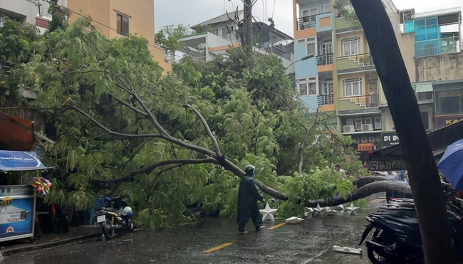 Mưa lớn kèm gió mạnh khiến nhiều cây phượng lại bật gốc, 3 nữ sinh ở Đồng Nai bị đè xay xát người - Ảnh 2.