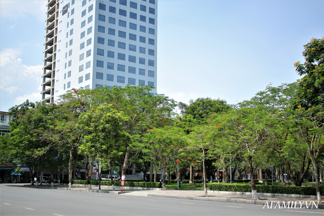 Ngôi trường xanh mướt như 1 khu sinh thái thu nhỏ giữa “thành phố cảng”, nơi thầy trò giữ gìn từng gốc cây, từng tán lá trong sân trường - Ảnh 1.