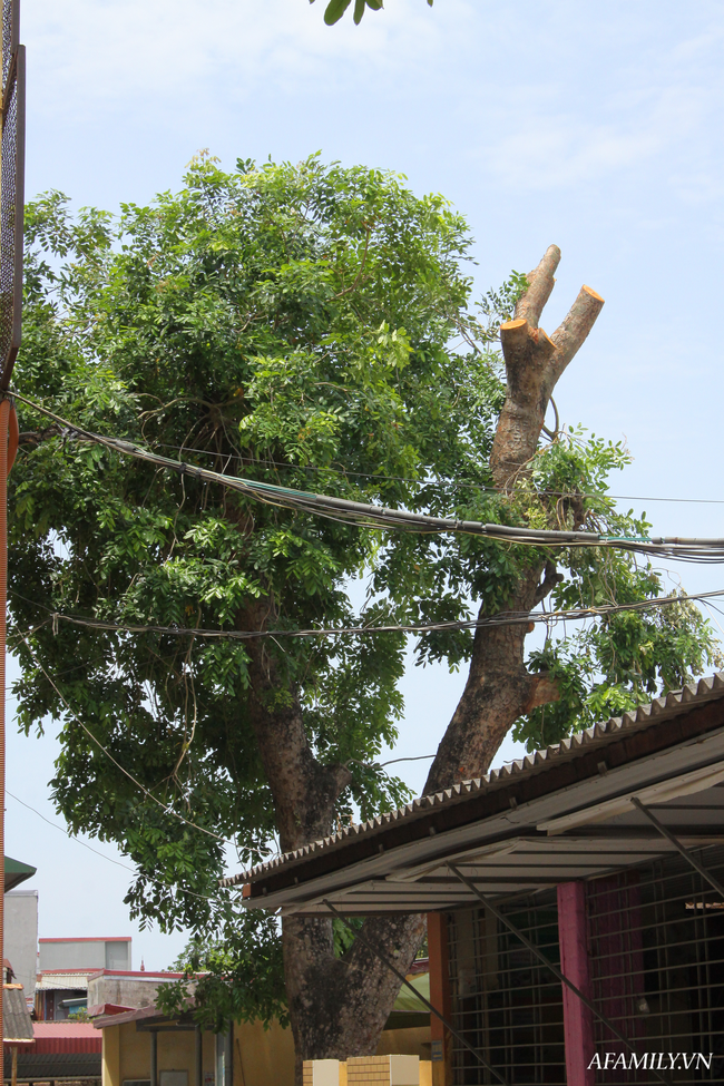 Ngôi trường xanh mướt như 1 khu sinh thái thu nhỏ giữa “thành phố cảng”, nơi thầy trò giữ gìn từng gốc cây, từng tán lá trong sân trường - Ảnh 6.