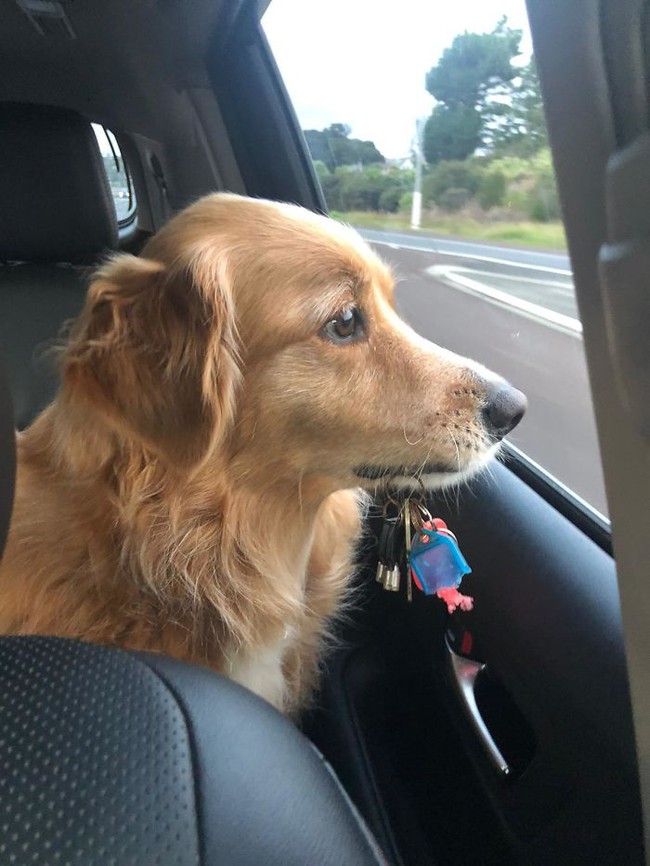 Giải trí nhanh với 12 chú chó cực buồn cười - Ảnh 11. Giải trí nhanh với 12 chú chó cực buồn cười - Ảnh 11.