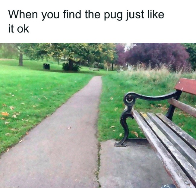 Giải trí nhanh với 12 chú chó cực buồn cười - Ảnh 13. Giải trí nhanh với 12 chú chó cực buồn cười - Ảnh 13.