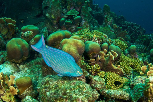 Cư dân mạng đang kêu gọi ngừng ăn những con cá xanh đẹp long lanh này để bảo vệ rạn san hô dưới biển, rốt cuộc loài vật này có vũ khí gì mà lợi hại đến vậy? - Ảnh 1.