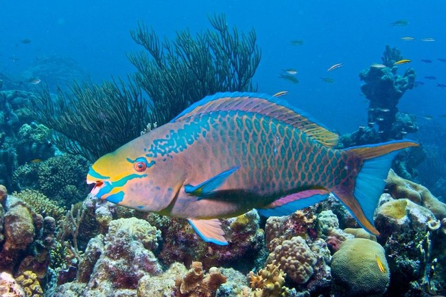 Cư dân mạng đang kêu gọi ngừng ăn những con cá xanh đẹp long lanh này để bảo vệ rạn san hô dưới biển, rốt cuộc loài vật này có vũ khí gì mà lợi hại đến vậy? - Ảnh 5.