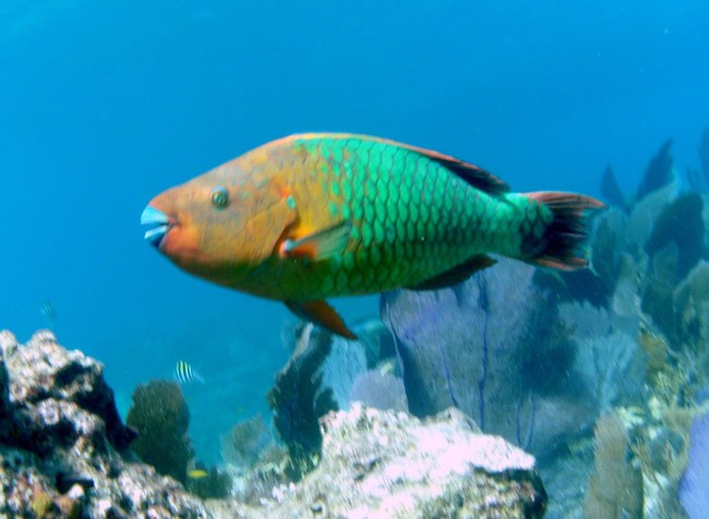 Cư dân mạng đang kêu gọi ngừng ăn những con cá xanh đẹp long lanh này để bảo vệ rạn san hô dưới biển, rốt cuộc loài vật này có vũ khí gì mà lợi hại đến vậy? - Ảnh 6.