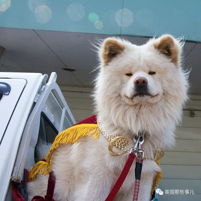 Wasao - chú chó lông dài nổi tiếng, từng là đại sứ du lịch Nhật Bản, trưởng ga tàu đã qua đời ở tuổi 13 - Ảnh 6.