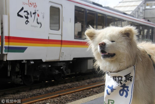 Wasao - chú chó lông dài nổi tiếng, từng là đại sứ du lịch Nhật Bản, trưởng ga tàu đã qua đời ở tuổi 13 - Ảnh 8.