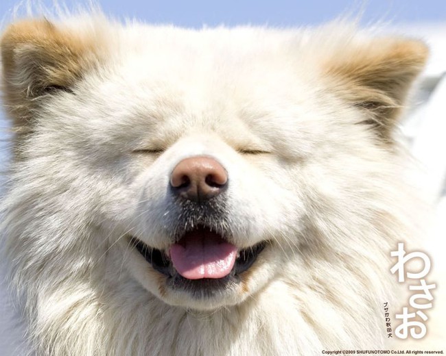 Wasao - chú chó lông dài nổi tiếng, từng là đại sứ du lịch Nhật Bản, trưởng ga tàu đã qua đời ở tuổi 13 - Ảnh 2.
