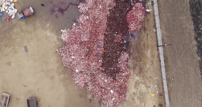Bức ảnh chụp từ trên cao trông bình thường nhưng đám vật thể màu hồng kia là hàng ngàn sinh linh bị lột da không thương tiếc vì nhu cầu của con người - Ảnh 1.