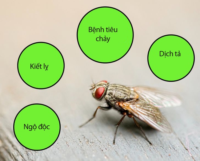 Nếu thấy ruồi đậu trên thức ăn, bạn sẽ ăn tiếp hay ném đi: Hãy xem điều gì thực sự xảy ra khi một con ruồi đậu trên thức ăn của bạn - Ảnh 3.