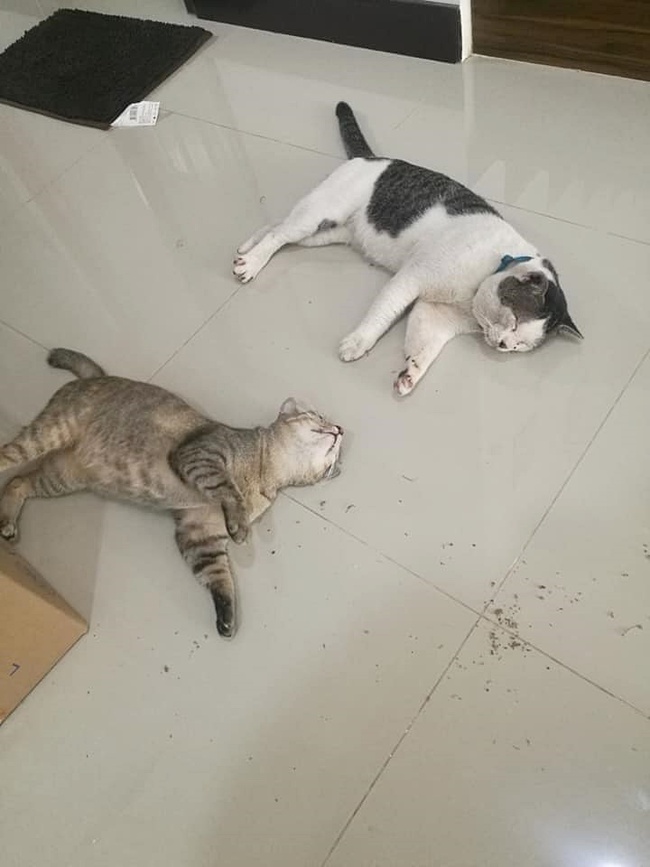 Chú mèo bỏ nhà đi 5 ngày rồi trở về mình đầy thương tích, bỗng dưng đem theo cả vợ con khiến dân tình tưởng "Vợ nhặt" phiên bản mèo - Ảnh 2. Chú mèo bỏ nhà đi 5 ngày rồi trở về mình đầy thương tích, bỗng dưng đem theo cả vợ con khiến dân tình tưởng "Vợ nhặt" phiên bản mèo - Ảnh 2.