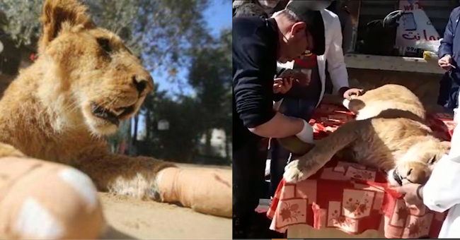 Phẫn nộ với việc sư tử bị cắt móng vuốt trong điều kiện y tế thiếu an toàn chỉ để trẻ em và du khách được chơi cùng - Ảnh 1.