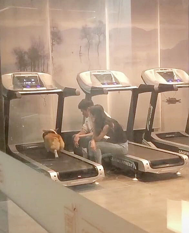 "Boss" quá béo nên phải mang đến phòng gym tập chạy bộ, 2 "con sen" lầm lũi ngồi cạnh động viên khiến dân tình cười lăn lóc - Ảnh 1. "Boss" quá béo nên phải mang đến phòng gym tập chạy bộ, 2 "con sen" lầm lũi ngồi cạnh động viên khiến dân tình cười lăn lóc - Ảnh 1.