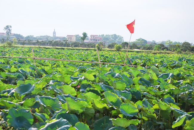 Chỉ cách Hà Nội 50 km, có một làng công nhân bỏ nghề đi thu hoạch tại đầm sen khổng lồ - Ảnh 10.