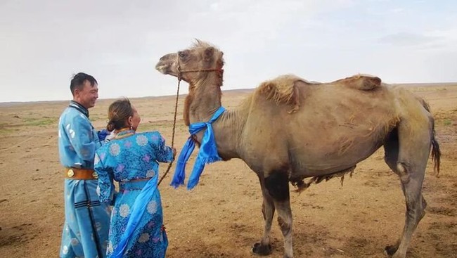 Sau khi bị đem bán cho người khác, lạc đà quá nhớ nhà đã đi bộ 100km băng qua sa mạc để trở về với chủ cũ - Ảnh 2.
