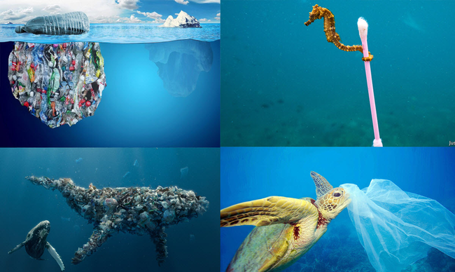 Chúng ta đang &quot;ăn&quot; đều đặn 2000 mảnh nhựa mỗi ngày, 30 năm nữa số nhựa trên biển sẽ nhiều hơn số cá đang bơi chỉ vì thói quen sống mà 100% người hiện đại đều có - Ảnh 3.