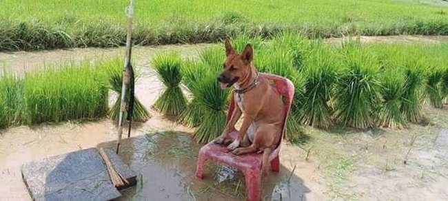 Chú chó sang chảnh nhất năm: Mang tiếng đi cấy lúa với chủ nhưng lại được chăm như ông hoàng, ngồi ghế thảnh thơi lại còn có ô che nắng - Ảnh 1.