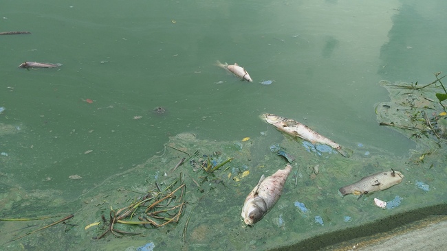 Hà Nội: Kinh hãi mùi hôi của cá chết nổi trên hồ giữa đô thị - Ảnh 8.