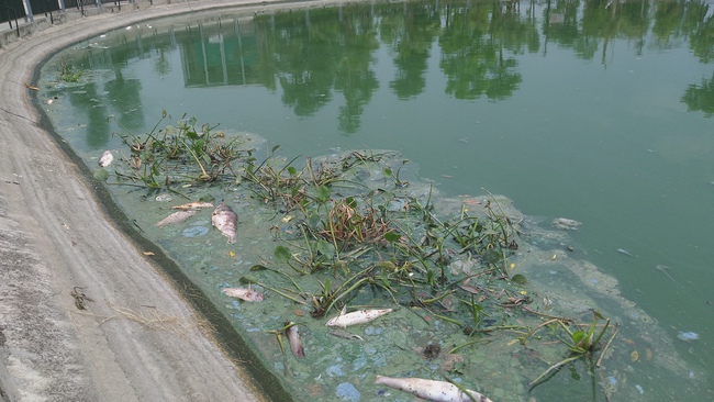 Hà Nội: Kinh hãi mùi hôi của cá chết nổi trên hồ giữa đô thị - Ảnh 7.
