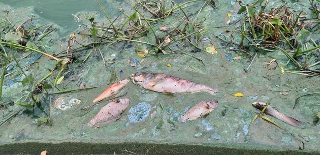 Hà Nội: Kinh hãi mùi hôi của cá chết nổi trên hồ giữa đô thị - Ảnh 4.