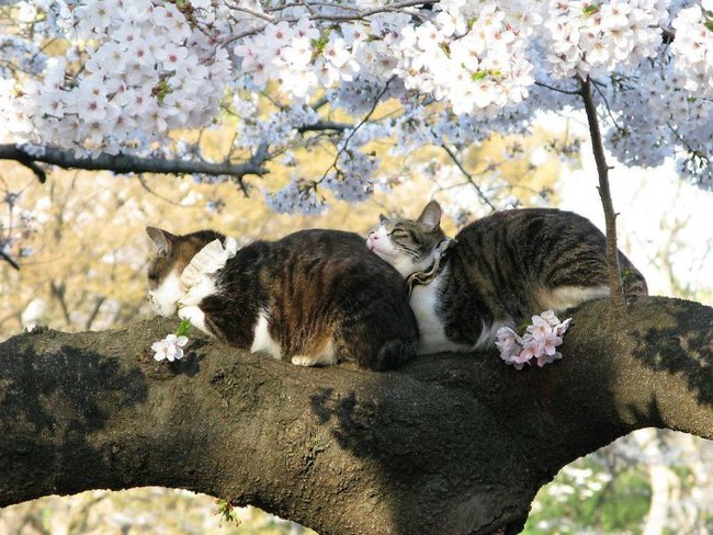 sleeping-cats-in-trees-19-5f118e695eef2700-1595321100088646920644.jpg