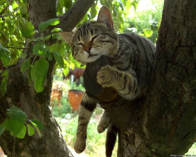 sleeping-cats-in-trees-3-5f117051eda28700-15953212775432057735576.jpg