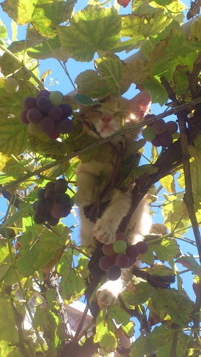 sleeping-cats-in-trees-4-5f11705418527700-1595320388325534874532.jpg