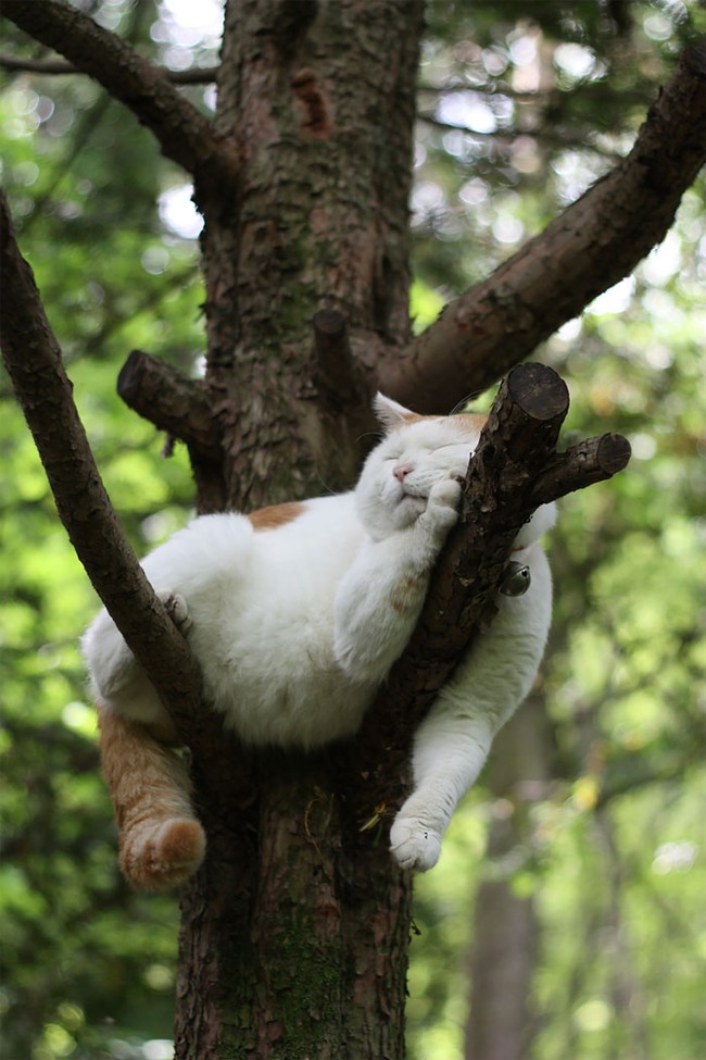 sleeping-cats-in-trees-500-5f119668df0f9700-1595320520630338214610.jpg