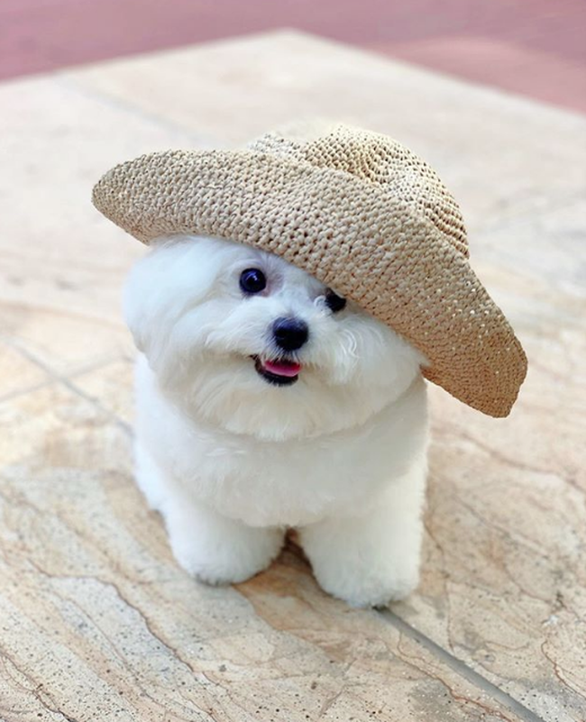 Chú chó Bichon mập ú sở hữu gần 2 triệu fan hâm mộ ở Hàn, &quot;đốn tim&quot; bằng gương mặt ngây thơ và bộ lông trắng tinh tròn xoe như đụn tuyết - Ảnh 1.