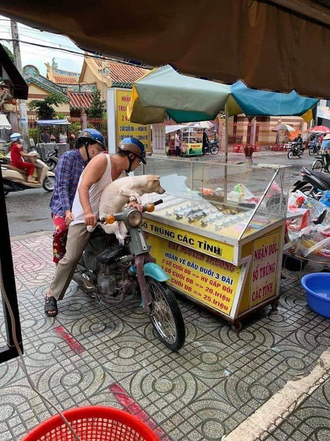 Chỉ có tại Việt Nam, các chú chó mới có kiểu vi hành ngạo nghễ &quot;chất như nước cất&quot; thế này! - Ảnh 6.