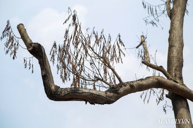 Hà Nội: Sau khi mặc &quot;áo giáp sắt&quot; chống trộm, hàng sưa đỏ được truyền dịch để cấp cứu - Ảnh 11.