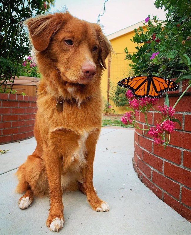 Gặp gỡ chú chó siêu yêu chơi thân với tất cả bươm bướm trong vườn - Ảnh 5.