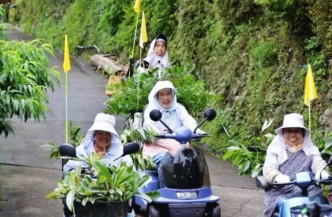 Kỳ lạ nghề hái lá cây giúp &quot;hội chị em cao tuổi&quot; Nhật Bản thu nhập hơn... 50 tỷ đồng/năm - Ảnh 1.