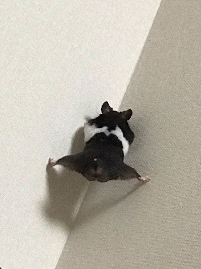Chuột hamster phiên bản cosplay thành người nhện, đi trên tường thuần thục như trong phim hành động - Ảnh 2.