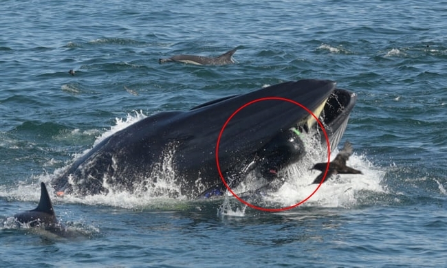 Khoảnh khắc ấn tượng khi cá voi ngoạm người đàn ông trong miệng chỉ thấy được đầu và một phần thi thể, kết cục của câu chuyện khó ngờ hơn - Ảnh 2.