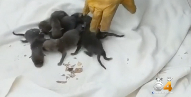 Giải cứu 8 chú chó nhỏ bị mắc kẹt dưới cống nhưng khi đưa đến bác sĩ thú y, mọi người mới tá hỏa - Ảnh 2.