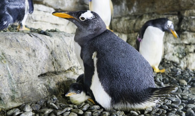 Cặp cánh cụt đồng tính nữ sướng rơn vì được nhận con nuôi - Ảnh 1.