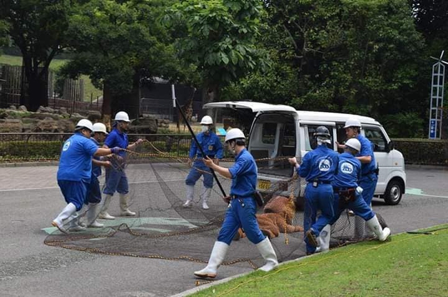 Cười ngả nghiêng cảnh nhân viên sở thú mặc đồ đóng giả sư tử để diễn tập cảnh xổng chuồng trước sự chứng kiến &quot;tuột mood&quot; của đám sư tử thật  - Ảnh 4.