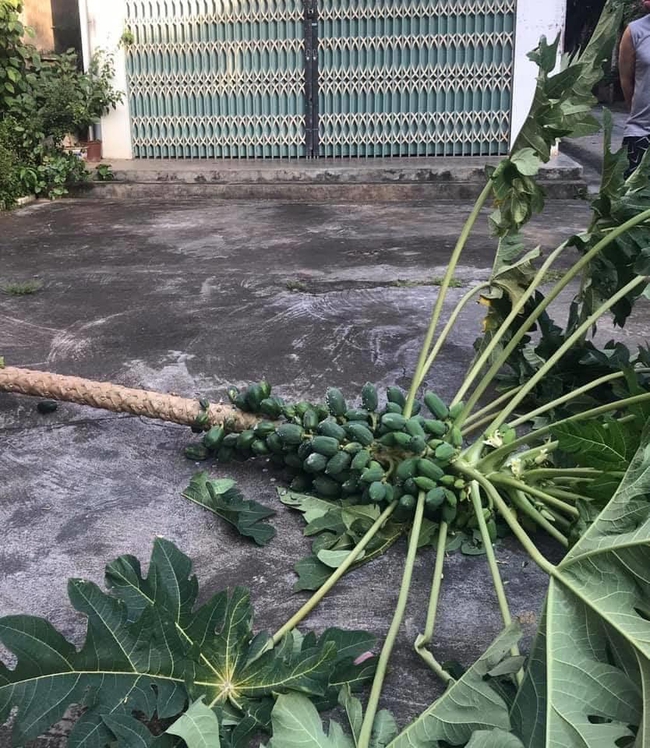 Đoàn khách du lịch đánh đu trên cây đu đủ, nhưng thái độ khi làm cây đổ rạp xuống đường mới khiến dân tình phẫn nộ - Ảnh 3. Đoàn khách du lịch đánh đu trên cây đu đủ, nhưng thái độ khi làm cây đổ rạp xuống đường mới khiến dân tình phẫn nộ - Ảnh 3.