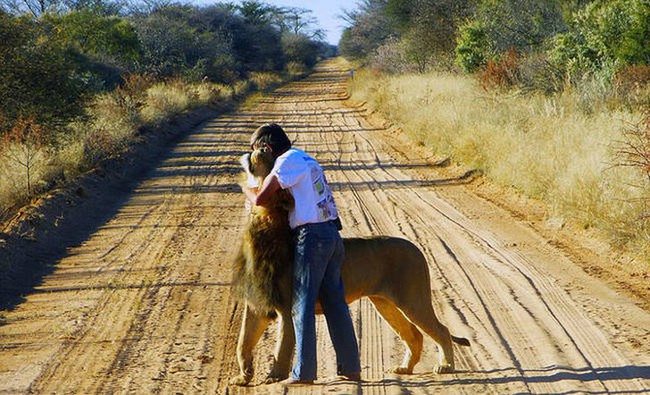 Vừa sinh ra đã bị tách khỏi cha mẹ để tránh bị ăn thịt, sư tử con đến sống với người đàn ông và bắt đầu tình bạn 11 năm kỳ lạ - Ảnh 8.