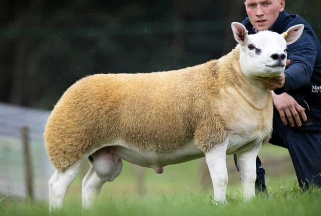 Chú cừu 6 tháng tuổi mặt nghệch như cún con, phổng phao như bò tót mà có giá trị đắt hơn cả xe Ferrari và đồng hồ Rolex cộng lại - Ảnh 3.