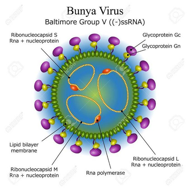 Chưa qua dịch COVID-19, Trung Quốc lại đón nhận sự trở lại của một virus gây chết người, lây bệnh qua máu, đường hô hấp và vết thương hở - Ảnh 6.