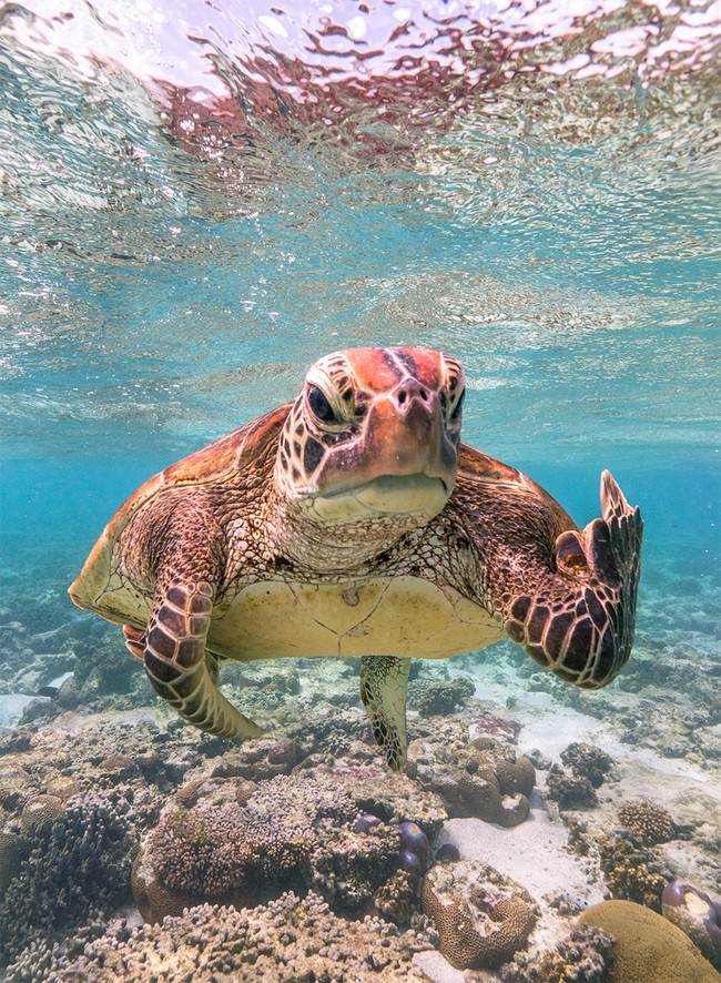 Từ chú gấu bày đặt chơi trốn tìm đến màn &quot;photobomb&quot; đỉnh cao, loạt ứng cử viên cho giải Nhiếp ảnh thiên nhiên hài hước sẽ khiến bạn &quot;cười ra nước mắt&quot; - Ảnh 20.