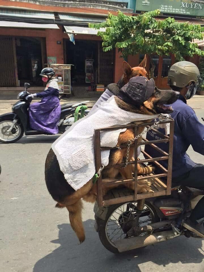 2 chú chó ngồi như muốn ngã luôn ra đường, dân mạng khuyên Sen nên đầu tư chiếc xe trước thềm &quot;năm học mới&quot; - Ảnh 1.