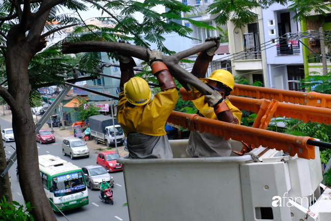 TP.HCM: Công nhân "treo mình" trên xe thang cao cắt cành phượng lớn bị gãy gần đường điện nguy hiểm, giữ an toàn mùa mưa bão - Ảnh 5.