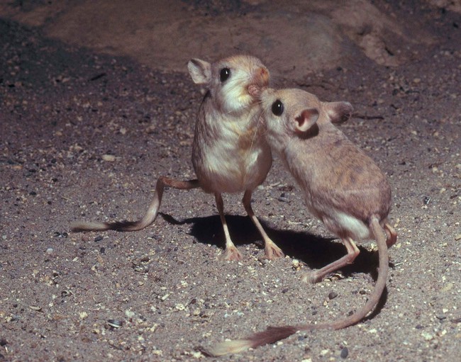 Gặp gỡ giống chuột kỳ lạ trông như kết quả mối tình sai trái giữa lợn, thỏ và kangaroo - Ảnh 3.