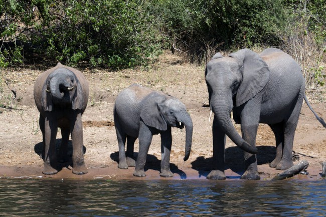 Đã có lời giải cho cái chết bí ẩn của 350 con voi Nam Phi ở Botswana - Ảnh 4.