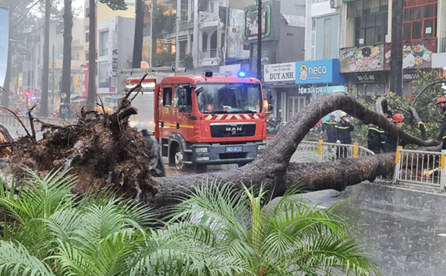 Người đàn ông bị cây lớn bật gốc, ngã đè trong mưa lớn tại TP.HCM đã tử vong - Ảnh 2. Người đàn ông bị cây lớn bật gốc, ngã đè trong mưa lớn tại TP.HCM đã tử vong - Ảnh 2.