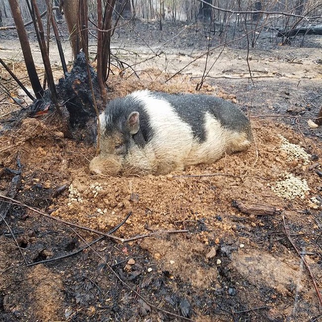 home-destroyed-wildfire-pig-charlie-7-16012817848942140960717.jpg