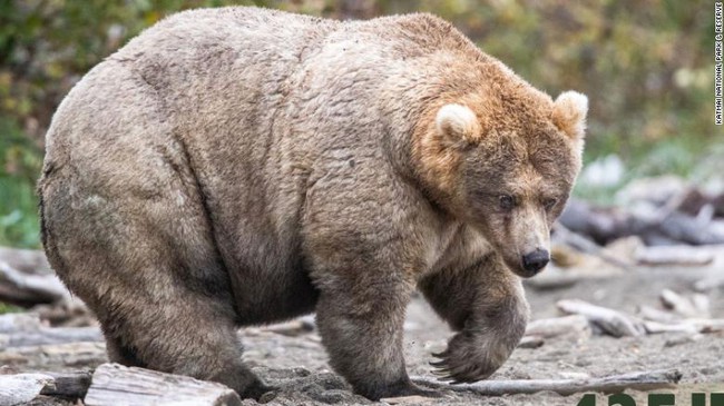 Cứ tầm tháng 10 hằng năm, toàn bộ gấu ở Alaska sẽ béo núc như lợn - Ảnh 2.